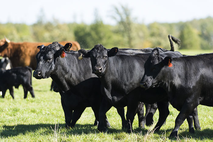 Bò Mỹ Black Angus